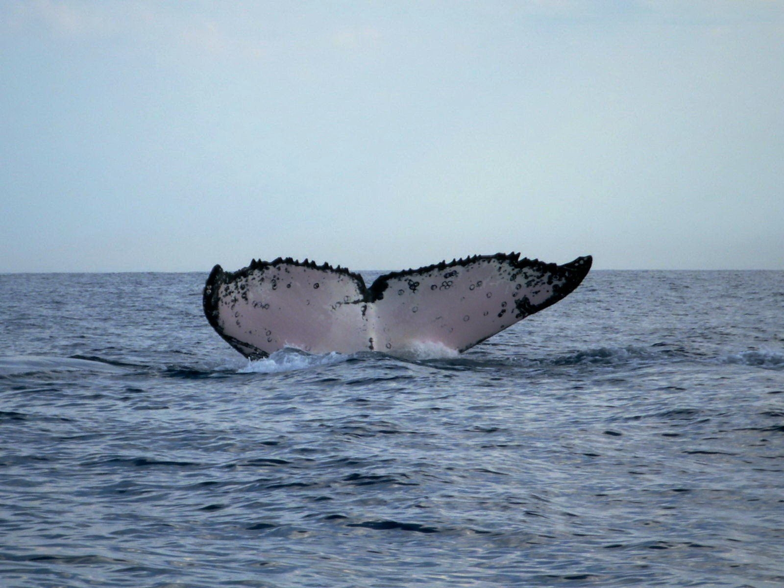 Safari Baleines de juin à septembre